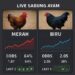 Ilustrasi MBO128 Sabung Ayam: Panduan Data Pertandingan untuk Pemula